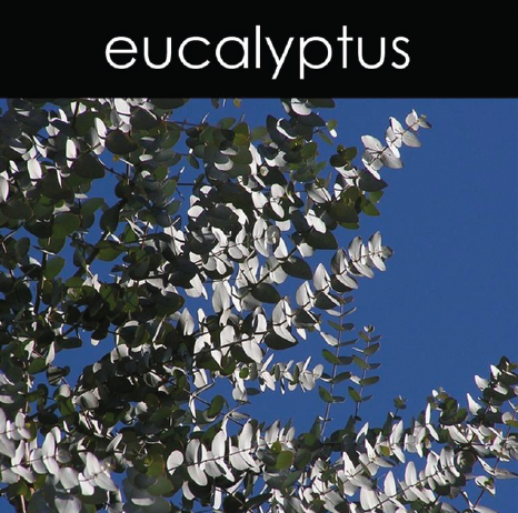 Eucalyptus Candle