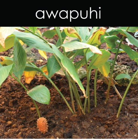 Awapuhi - Candle