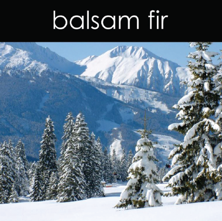 Balsam Fir - Candle