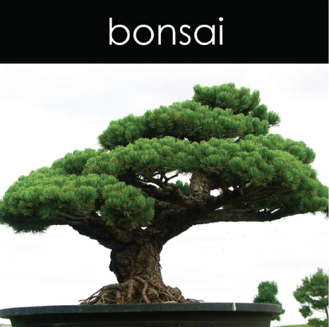 Bonsai Candle