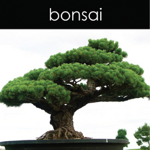 Load image into Gallery viewer, Bonsai - Reed Diffuser