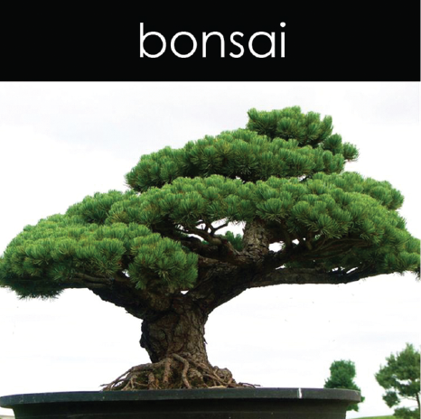 Bonsai - Reed Diffuser