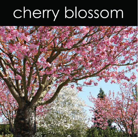 Cherry Blossom - Reed Diffuser