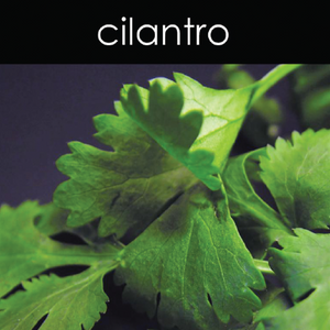 Cilantro - Reed Diffuser