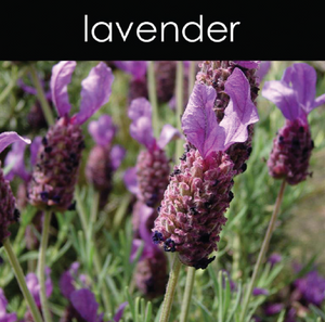 Lavender - Reed Diffuser