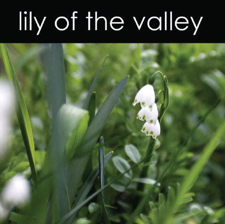 Lilly of the Valley Candle