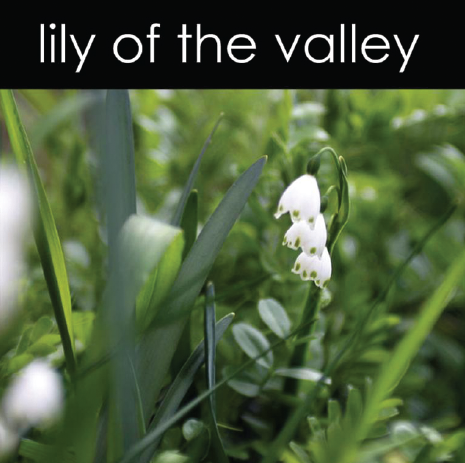 Lily of the Valley - Reed Diffuser