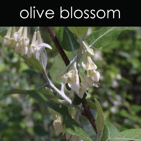 Olive Blossom - Reed Diffuser