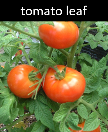 Tomato Leaf Candle