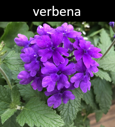 Verbena Candle