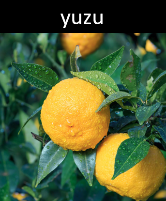 Yuzu - Reed Diffuser